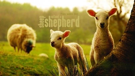 许多信徒如同羊没有牧人一般，工人在哪里？